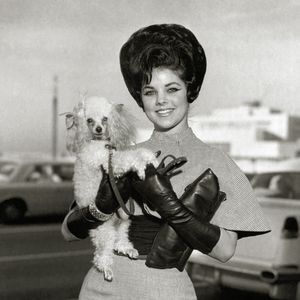 L'épouse d'Elvis Presley, Priscilla Presley, avec son caniche vers 1965. Photo by The Hollywood Archive / Hollywood Archive / Avalon /ABACAPRESS.COM