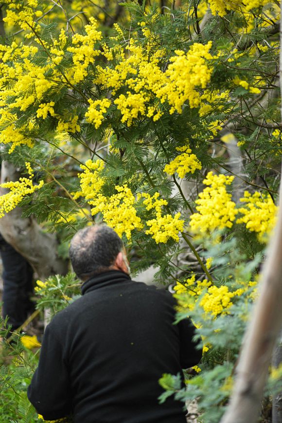 Les mimosas sont devenus une sorte d'emblème régional et ont même donné leur nom au village médiéval de Bormes-les-Mimosas, dans le Var. Mandelieu, France, 23 janvier 2023. Photo by Lionel Urman/ABACAPRESS.COM