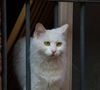 Toutefois, très attachés à leur territoire, les chats supportent généralement très mal les voyages et les changements d'environnement. Il est donc difficile d'envisager de les emmener.