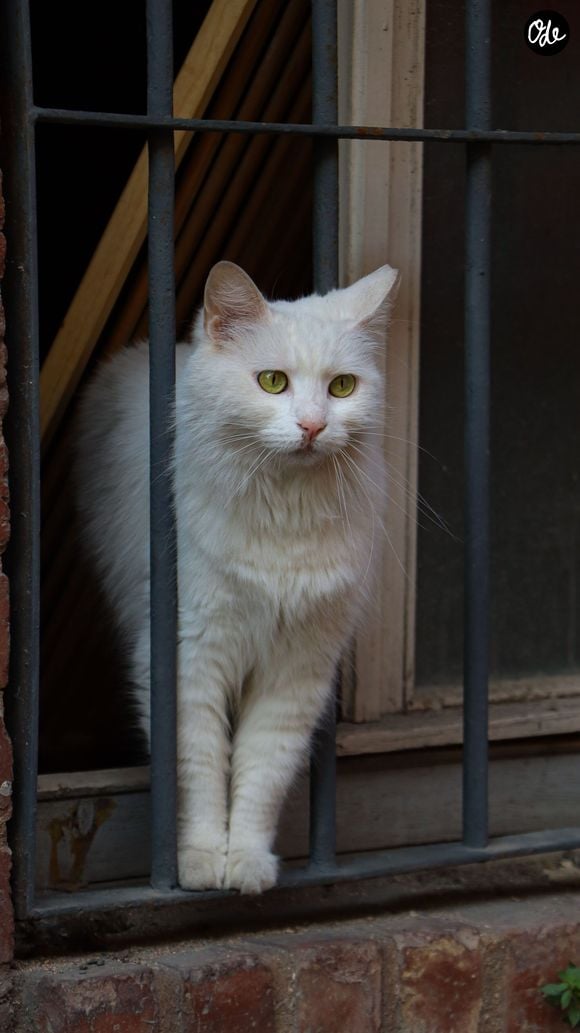 Toutefois, très attachés à leur territoire, les chats supportent généralement très mal les voyages et les changements d'environnement. Il est donc difficile d'envisager de les emmener.
