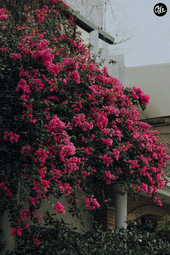 Adopter ces variétés assure de retrouver un jardin resplendissant même après une absence prolongée ou une grosse vague de chaleur.