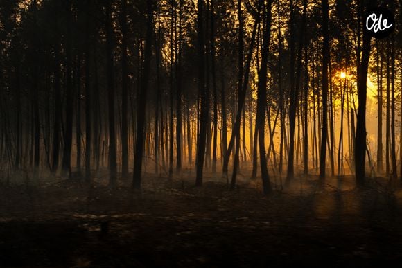 Feu de forêt en Gironde, les sapeurs pompiers sur tous les fronts - Incendie en Gironde : 220 000 personnes évacuées depuis mercredi, 42 000 hectares ravagés.Le 23 juillet 2026 MPP / Bestimage