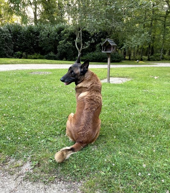 Exclusif - Le 7 juillet 2023, Loubo, le berger Malinois de Alain Delon, a retrouvé son maitre et sa maison de Douchy-Montcorbon, France. © Bestimage