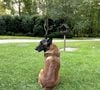 En compagnie seulement de ses deux chiens

Exclusif  - Le 7 juillet 2023, Loubo, le berger Malinois de Alain Delon, a retrouvé son maitre et sa maison de Douchy-Montcorbon, France. © Bestimage