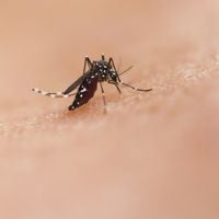 Anti-moustique tigre : cette astuce méconnue et simple est redoutablement efficace pour les éloigner
