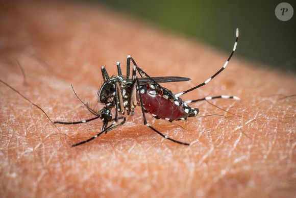 Un moustique tigre (Aedes albopictus, Moustique Tigre ) est vu en train de boire du sang sur un bras humain. Depuis janvier 2024, le moustique tigre (Moustique Tigre) est implanté de façon permanente dans 78 départements en France, cette espèce hautement invasive peut véhiculer des maladies telles que la dengue, le chikungunya et le Zika. Le 7 août 2024 à Paris, France. Photo by Christophe Geyres/ABACAPRESS.COM