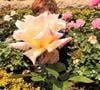 ... et s'amuse à poser derrière cette gigantesque fleur.
Archie de Sussex © Instagram