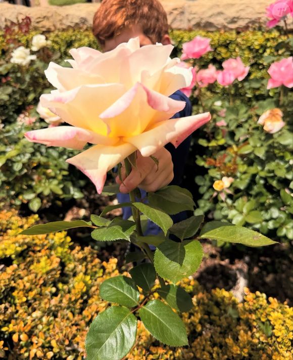 ... et s'amuse à poser derrière cette gigantesque fleur. 

Archie de Sussex © Instagram