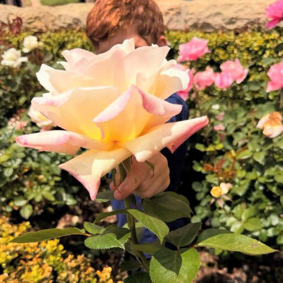 ... et s'amuse à poser derrière cette gigantesque fleur. 

Archie de Sussex © Instagram