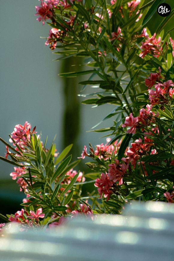 Laurier rose
