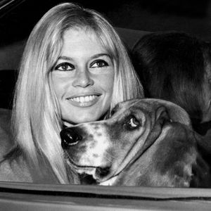 L’affaire met en lumière la gestion des animaux par la Fondation pendant que la militante se concentre sur sa convalescence.

Brigitte Bardot - Star du cinéma français. Elle arrive à Edimbourg avec son chien pour commencer le tournage de son film "Two Weeks in September". Photo by STARSTOCK/Photoshot/Avalon/ABACAPRESS.COM
