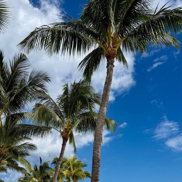 Le cadre inclut plages de sable blanc, eaux cristallines et paysages dignes de cartes postales.

Camille Gottlieb a partagé des images de son séjour paradisiaque sur l'Île Maurice. Capture d'écran Instagram
