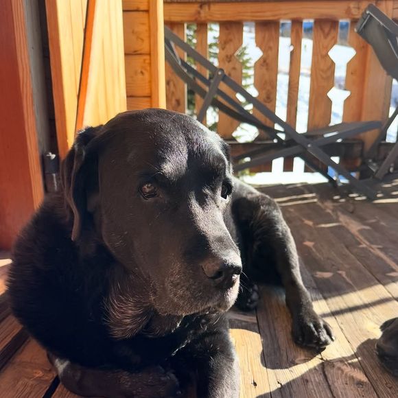 Karine Ferri fait son maximum pour venir en aide aux animaux et elle partage souvent des photos de ses chiens.