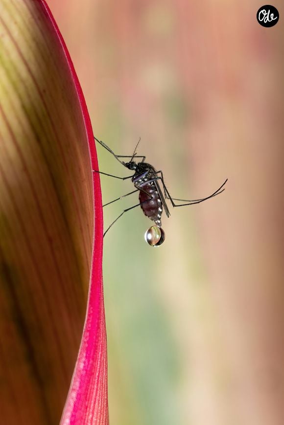 "Pour les éloigner, je prends un peu de café moulu, le moins cher fera très bien l'affaire et je le brûle dans un récipient qui supporte parfaitement la chaleur, c'est important pour éviter la casse."

Méthode naturelle anti-moustiques @David Clode Unsplash