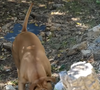 L'animateur explique avoir vécu avec 17 chiens au fil des années.

Vincent Lagaf' ouvre les portes de son cimetière pour chiens, dans sa maison.