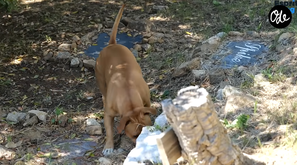 L'animateur explique avoir vécu avec 17 chiens au fil des années.

Vincent Lagaf' ouvre les portes de son cimetière pour chiens, dans sa maison.