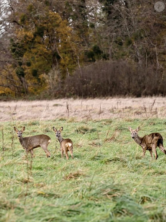 Le domaine d'Armainvilliers, qui a appartu au baron Edmond de Rothschild, a ouvert ses portes. Capture d'écran Instagram