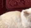 Elle doublera le personnage d'Azraël dans le blockbuster "Les Schtroumpfs", au cinéma le 16 juillet prochain.
Choupette, la chatte de Karl Lagerfeld.
Photo : Hulu / Backgrid UK / Bestimage