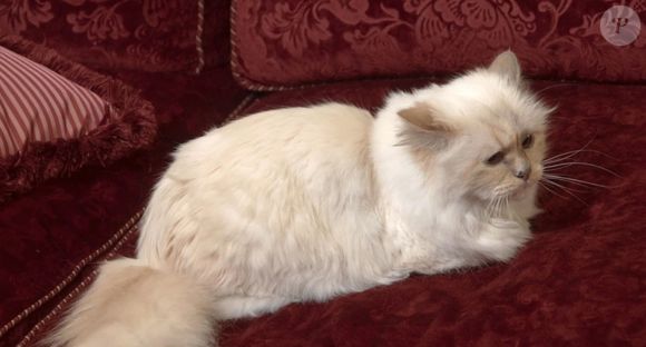 Elle doublera le personnage d'Azraël dans le blockbuster "Les Schtroumpfs", au cinéma le 16 juillet prochain. 

Choupette, la chatte de Karl Lagerfeld.

Photo : Hulu / Backgrid UK / Bestimage
