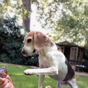 Cette situation stressante intervient alors que la comédienne, star de la série Suits, a fait face, ces dernières heures, à une triste nouvelle : le couple a annoncé, dans la nuit du 7 au 8 janvier 2025, que Guy était mort.
Meghan Markle a annoncé sur ses réseaux le décès de son chien, un Beagle prénommé Guy, adopté en 2015.