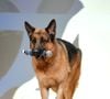 En effet, Diesel Vom Burgimwald, l'interprète canin du célèbre chien policier, a malheureusement rendu son dernier souffle l'an dernier, à l'âge de 8 ans alors que l'équipe de tournage tournait les derniers épisodes de la fiction.
Le chien Diesel Vom Burgimwald - Cérémonie de remise des prix lors de la soirée de clôture du 59ème Festival de Télévision de Monte Carlo au Grimaldi Forum à Monaco, le 18 juin 2019. © Bruno Bebert/Bestimage