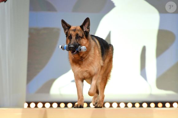 En effet, Diesel Vom Burgimwald, l'interprète canin du célèbre chien policier, a malheureusement rendu son dernier souffle l'an dernier, à l'âge de 8 ans alors que l'équipe de tournage tournait les derniers épisodes de la fiction.

Le chien Diesel Vom Burgimwald - Cérémonie de remise des prix lors de la soirée de clôture du 59ème Festival de Télévision de Monte Carlo au Grimaldi Forum à Monaco, le 18 juin 2019. © Bruno Bebert/Bestimage