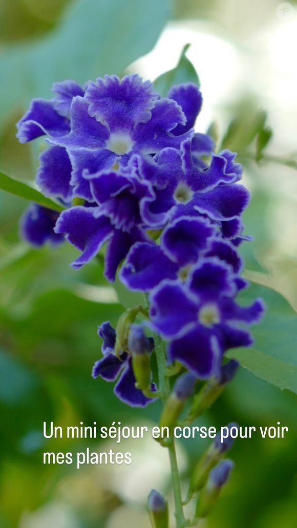 En story, il partageait récemment des clichés de magnifiques pétunias violets.

Les plantes de l'humoriste Elie Semoun en Corse, dans sa story Instagram.