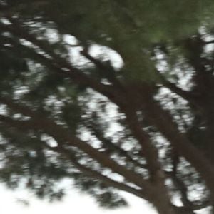Ce vendredi 29 mai 2026, c’est auprès de sa femme, mais aussi de son fils Romain et de son petit-fils Marius, que le célèbre chanteur était présent à Bormes-les-Mimosas, dans le Var...

Michel Sardou - Michel Sardou rend hommage à son père en famille lors du premier trophée de pétanque "Fernand Sardou" à Bormes-les-Mimosas le 29 mai 2026. Le célèbre chanteur est venu en famille avec sa femme, son fils Romain avec son fils de deux ans et demi et de sa compagne enceinte de son deuxième enfant.

© Franz Chavaroche/Bestimage