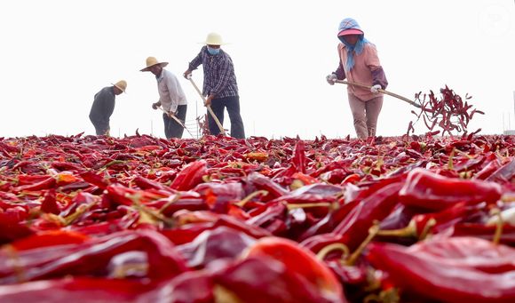 Les agriculteurs sèchent les poivrons rouges au soleil dans une usine de séchage de poivre de la ville de Zhangye, province du Gansu, Chine - ZHANGYE, CHINA - AUGUST 28, 2024 - Des agriculteurs sèchent des poivrons rouges au soleil dans une usine de séchage de poivrons dans la ville de Zhangye, province du Gansu, Chine, le 28 août 2024.
Cost Foto / Bestimage