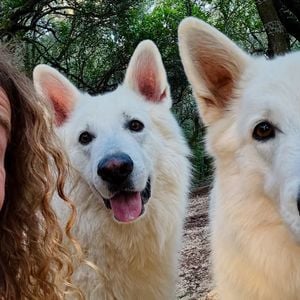 Le chien se révèle aussi être un excellent partenaire éducatif pour faciliter l'apprentissage de la lecture sans jugement.

Julien Doré prend la pose avec ses chiens.