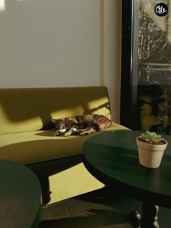 Face à des températures dépassant parfois les 40°C, l'alerte canicule s'étend à de nombreux départements.