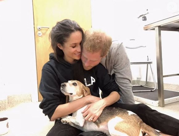 Meghan Markle et Harry dans une vidéo en mémoire de Guy, le Beagle de Meghan Markle, publiée sur son compte Instagram