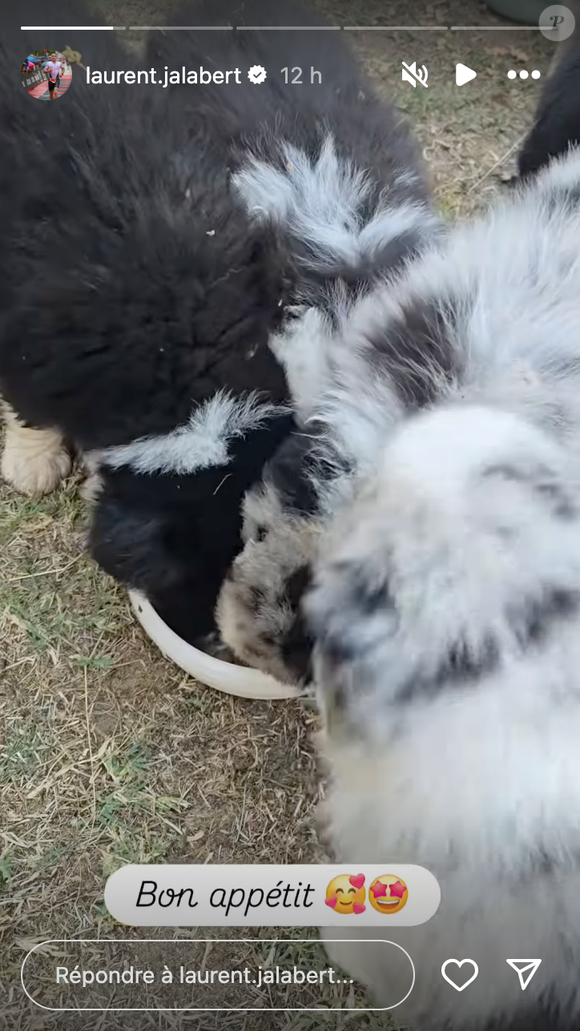 L'ancien cycliste s'est récemment emparé de son compte Instagram pour annoncé que sa chienne avait mis au monde 8 petits chiots Laurent Jalabert dévoile aux internautes ses animaux de compagnie le jeudi 31 juillet 2025 sur Instagram. Crédit : Instagram/laurent.jalabert
