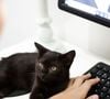 Selon des vétérinaires, il cherche surtout à attirer votre attention.

Pexels
