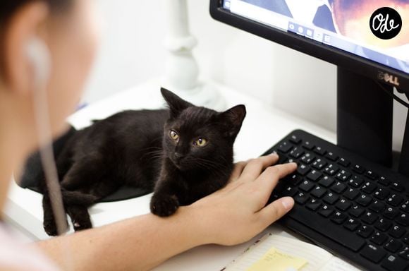 Selon des vétérinaires, il cherche surtout à attirer votre attention.

Pexels