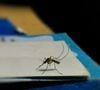 Le courant d'air perturbe leur vol et disperse les odeurs qui les attirent.

Découvrez cette astuce imparable contre les moustiques tigres.