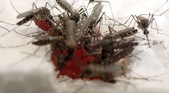 Qui n'a pas déjà expliqué être la cible favorite de ces insectes, et être le seul à les attirer dans une pièce. 



Des scientifiques ont conçu des tissus avec des cellules humaines que les moustiques adorent piquer et dont ils se nourrissent, dans le but d'aider à combattre les maladies mortelles qu'ils transmettent