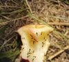 Leurs expéditions quotidiennes ciblent en priorité les sources de nourriture oubliées au sol mais également l'accumulation de vaisselle dans l'évier.