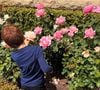 Archie admire la floraison des rosiers...
Archie de Sussex © Instagram