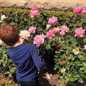 Archie admire la floraison des rosiers...

Archie de Sussex © Instagram