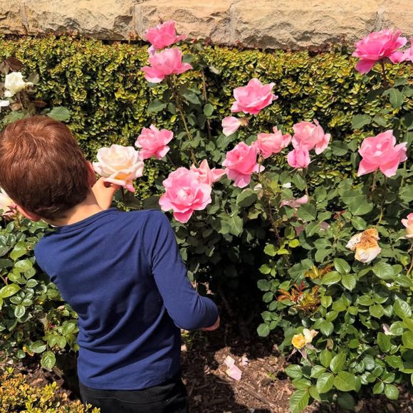 Archie admire la floraison des rosiers...

Archie de Sussex © Instagram