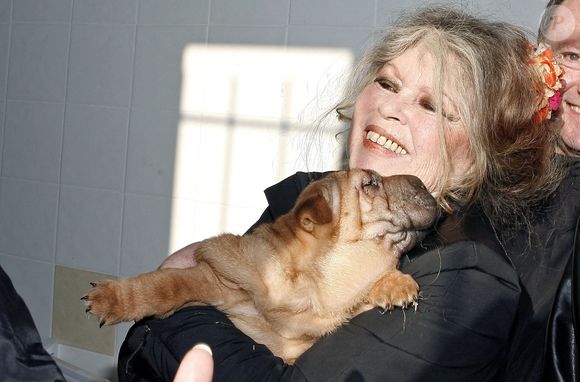 "Je vous serre sur mon cœur. Merci de comprendre !" a conclu celle qui n'a jamais cessé de penser au bien-être animal.

Brigitte Bardot, légende du cinéma français et fervente défenseure des animaux, visite un refuge animalier à Nice, dans le sud de la France, le 28 décembre 2005, où des chiens hongrois trouvés dans un camion clandestin ont été amenés. Les 146 jeunes chiens ont été découverts par la police française lors d'un contrôle douanier dans les Alpes-Maritimes, alors qu'ils étaient exportés de Hongrie vers l'Espagne pour trafic illégal. Photo : ABACAPRESS.COM