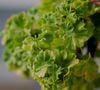 Il s'agit du géranium odorant citronné, une plante au feuillage vert, parfois légèrement duveteux, aux fleurs discrètes mais élégantes.

Photo : Parej Richard