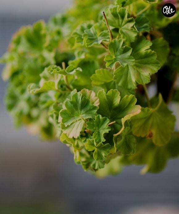 Il s'agit du géranium odorant citronné, une plante au feuillage vert, parfois légèrement duveteux, aux fleurs discrètes mais élégantes.

Photo : Parej Richard