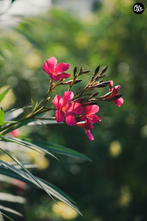 Photo d'illustration © Pexels