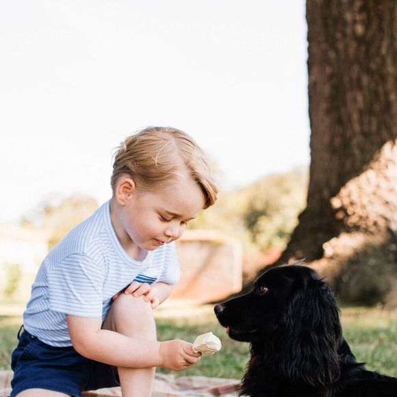 Pour la naissance du prince George, Lupo était présent à leurs côtés.

Le prince George, qui fête son troisième anniversaire en compagnie de Lupo, l'animal de compagnie de la famille. La photo a été prise à leur domicile de Norfolk à la mi-juillet par Matt Porteous. Photo par Porteous/PA Wire/ABACAPRESS.COM