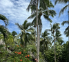 Le lieu est conçu pour être un sanctuaire serein entouré par la nature : plage de sable blanc privée, mangroves anciennes et paysages tropicaux, architecture organique en matériaux locaux.

Les Kretz en voyage aux Philippines.