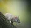 Les plantes aromatiques peuvent être une solution naturelle pour limiter la présence des rats dans les jardins.

Photo prise par Daniil Komov / Unsplash