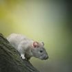 Le meilleur moyen d’éloigner les rats de votre maison est de cultiver ces plantes aromatiques