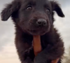 Les chiots avaient ensuite été recueillis et soignés par le Ranch Beldi avant d’être proposés à l’adoption.

Capture Instagram - Karine Ferri